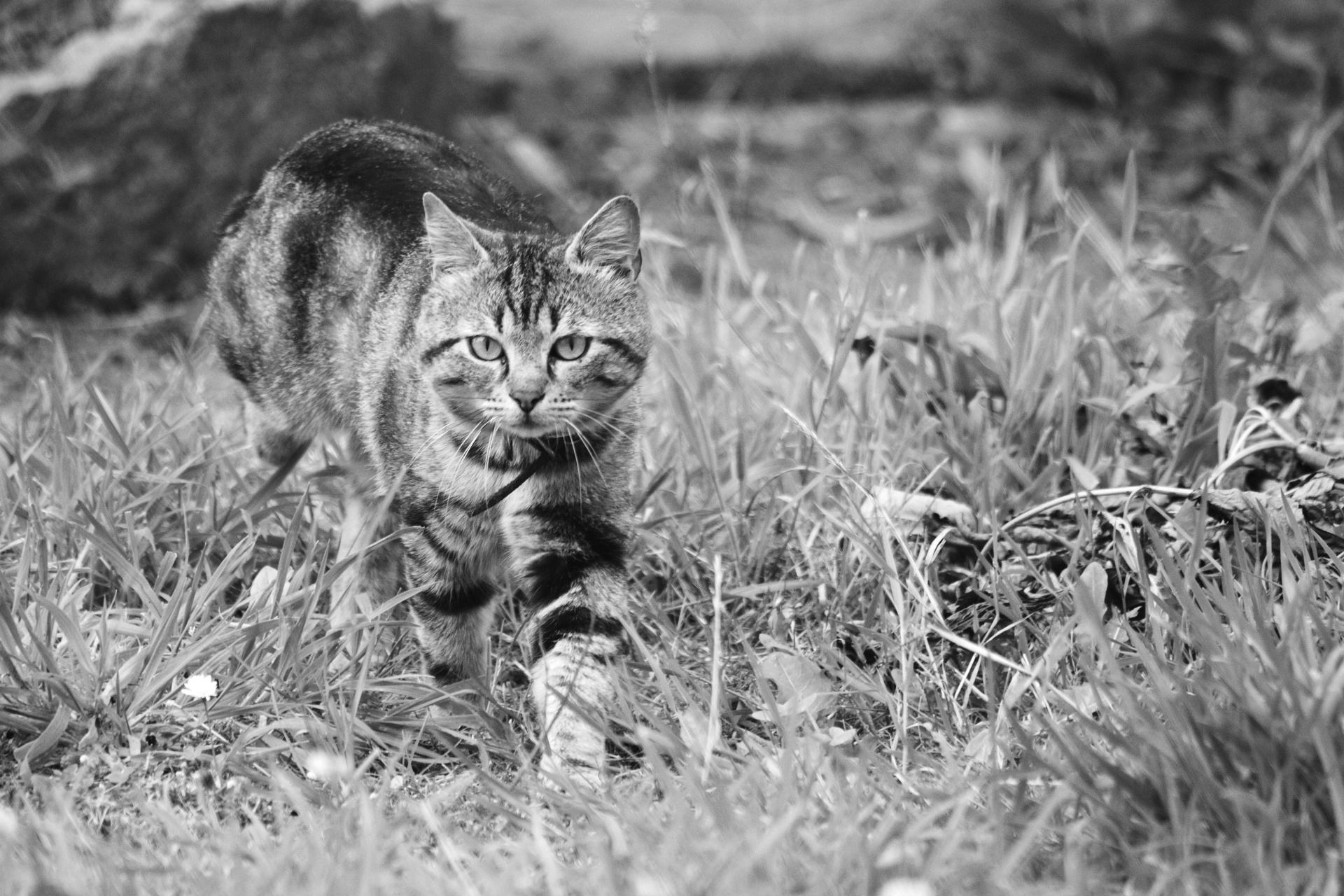 cat feline animal free photo