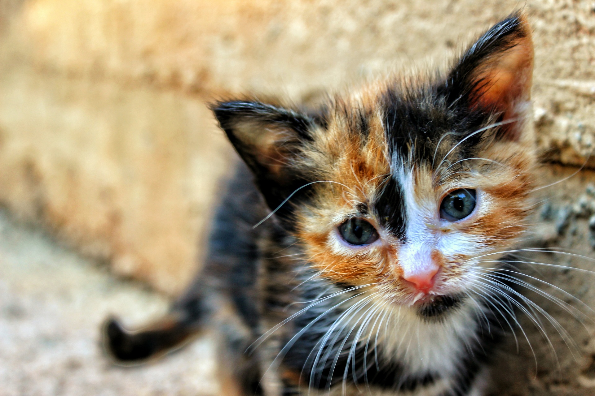 pet pets kitty free photo