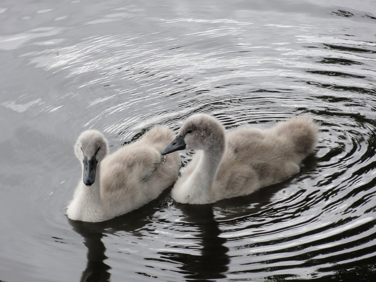 chatter twins swan chicks free photo