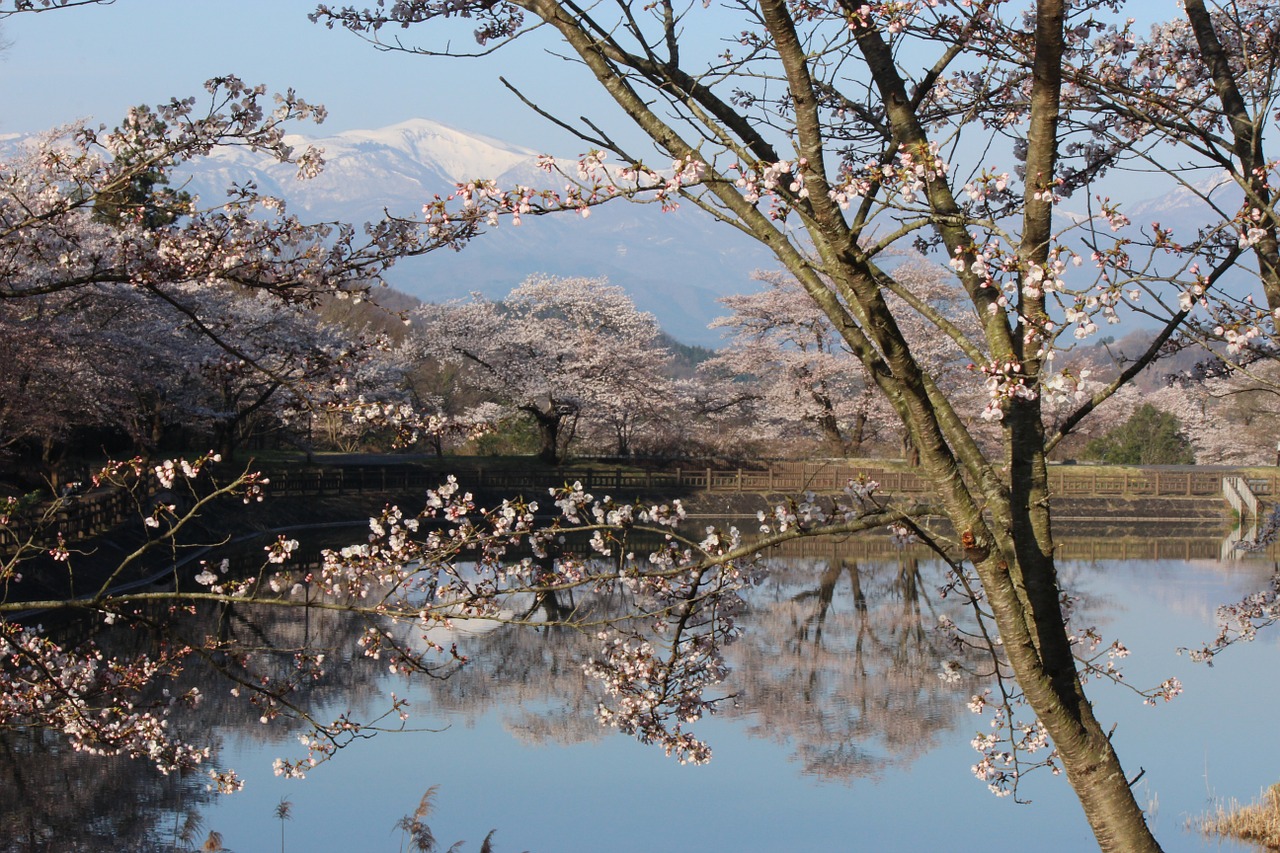 chaya marsh park cherry watari free photo