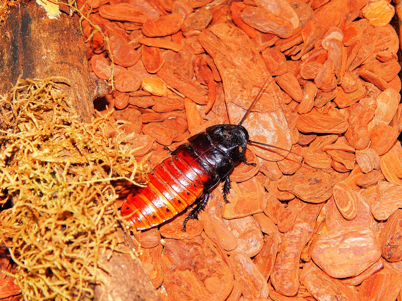 cheap cockroach-of-madagascar giant cockroach madagascar free photo