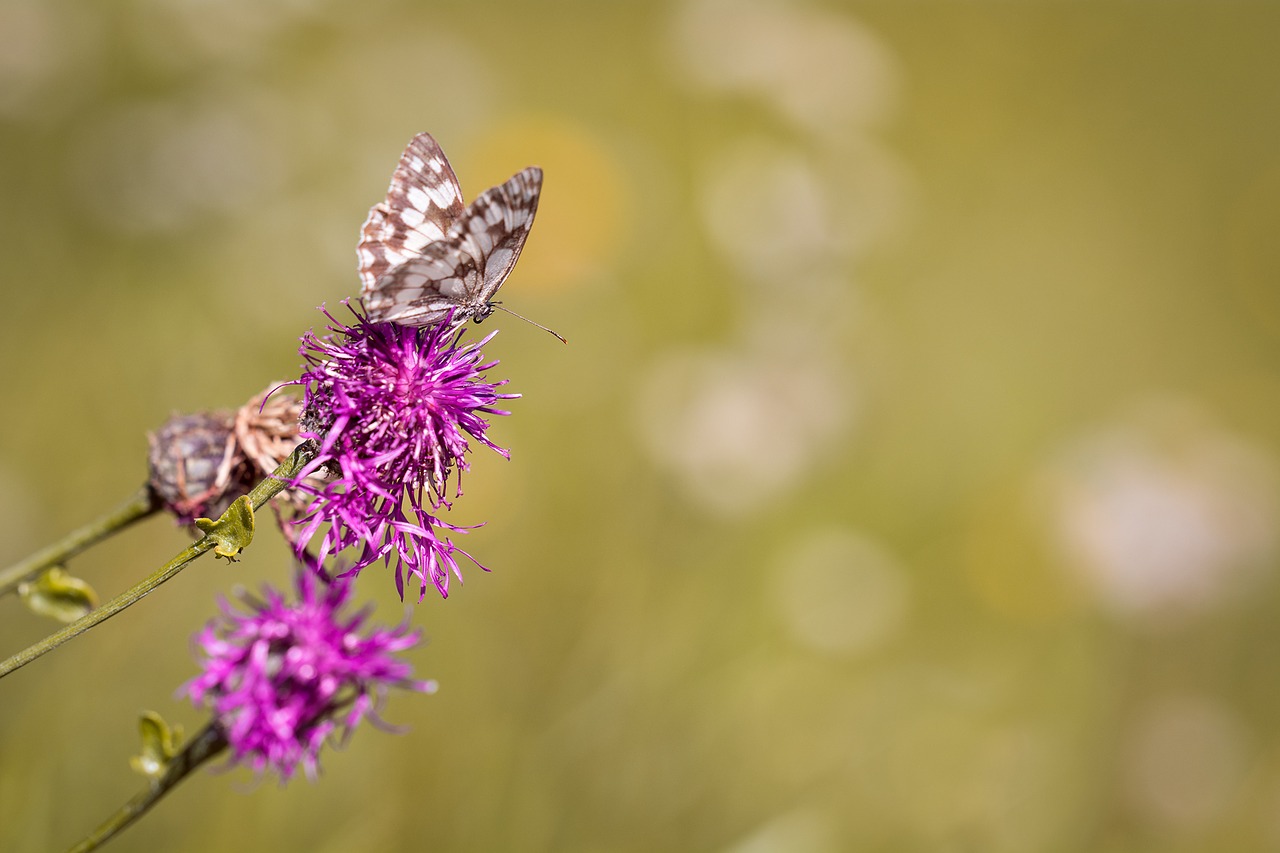 checkerboard-butterfly chess board women's board free photo