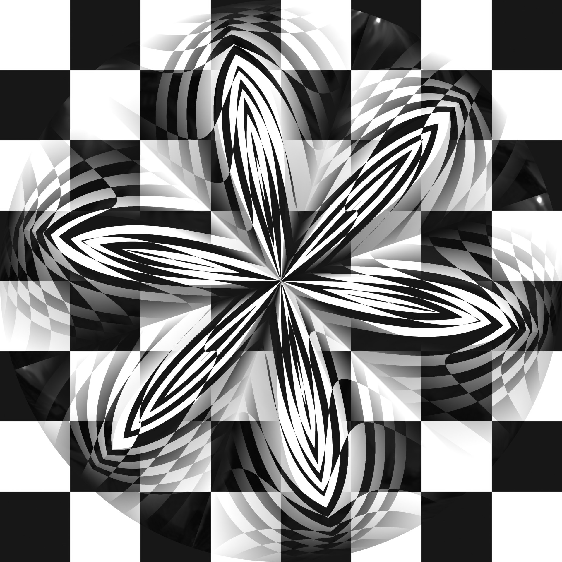 petals checkered checkers free photo