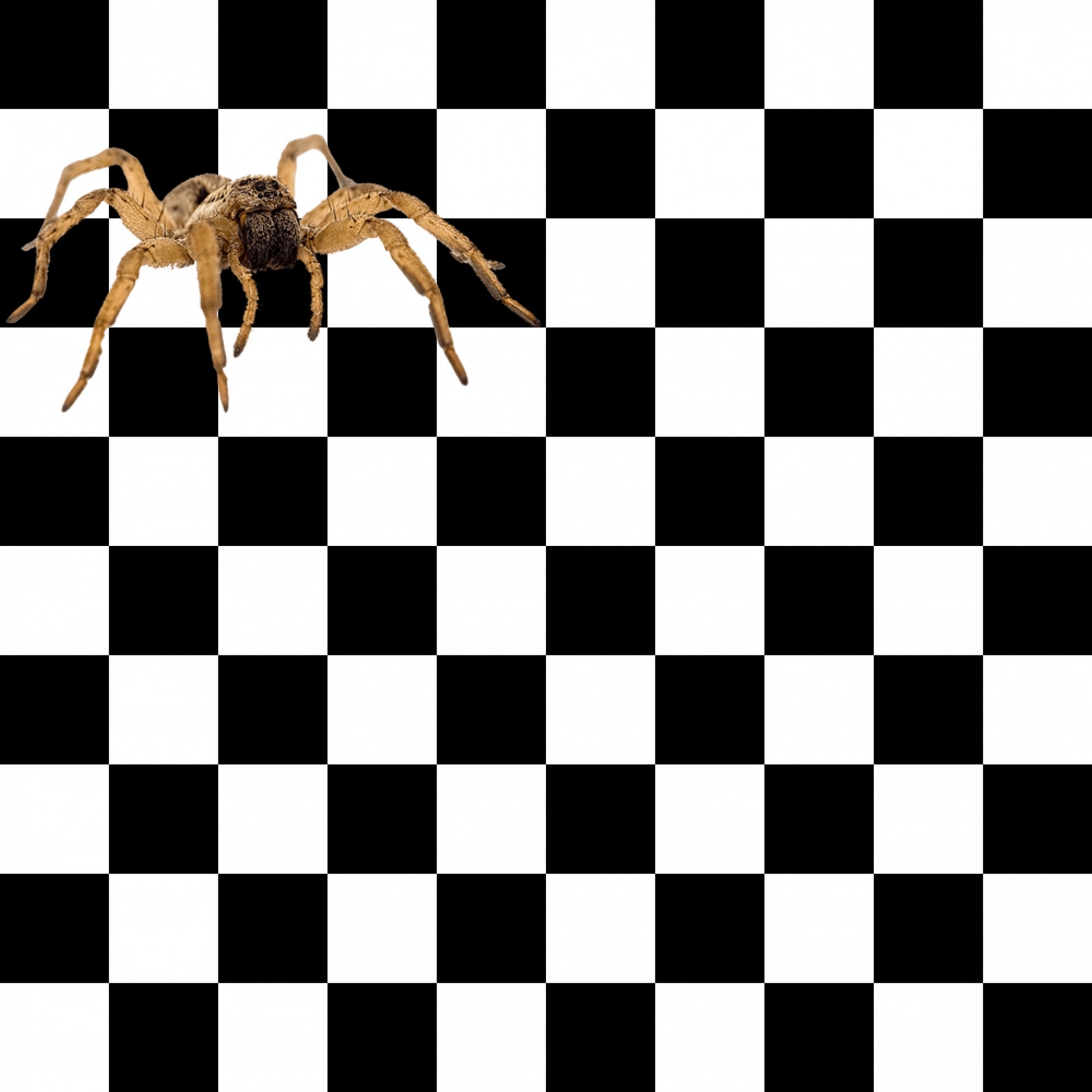 wallpaper checkerboard black free photo