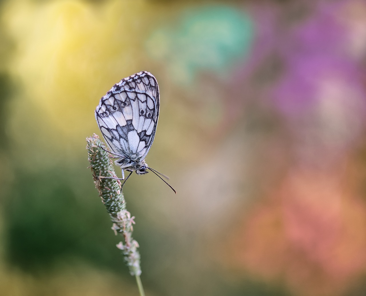 checkered butterfly butterfly macro free photo