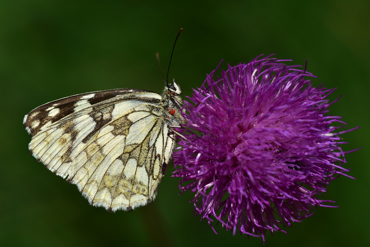 checkered butterfly  butterfly  insect free photo