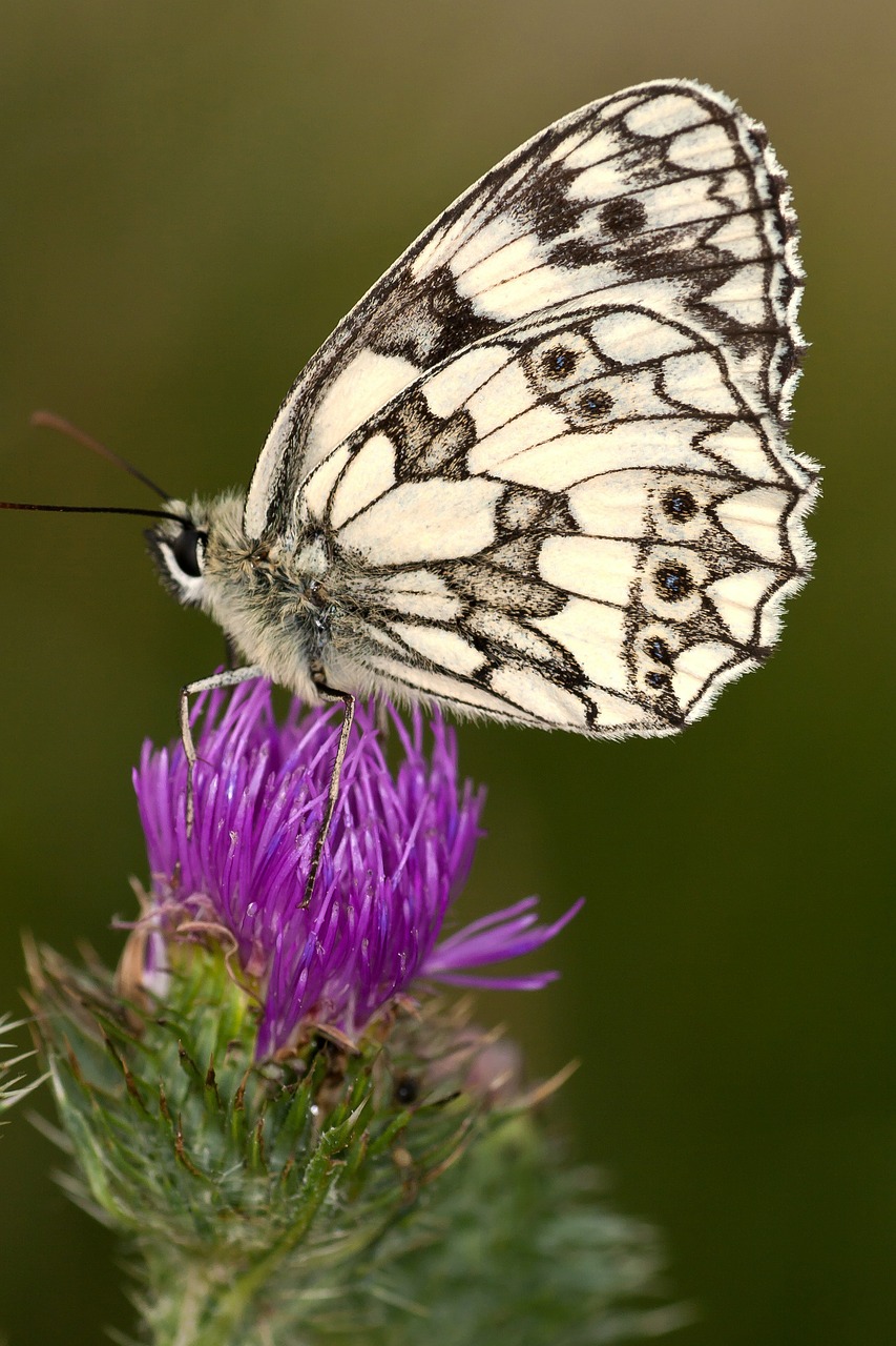 checkered butterfly butterfly blossom free photo