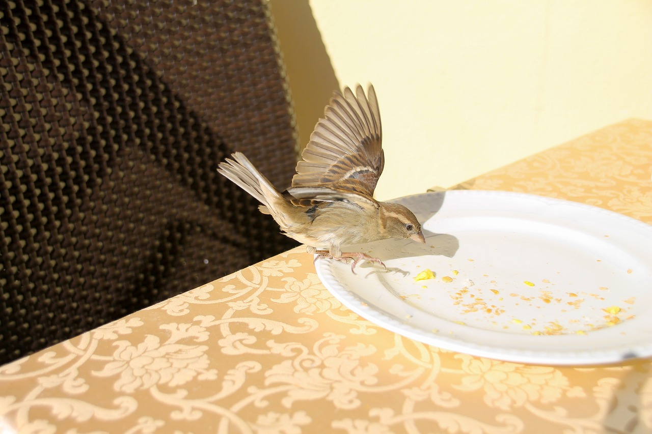 cheeky sparrow breakfast free photo
