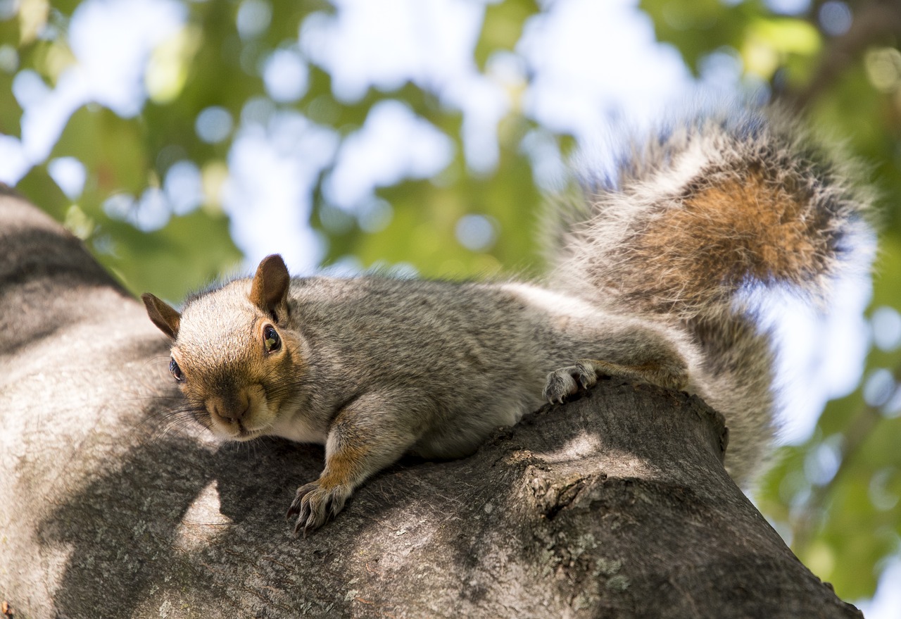 cheeky squirrel boston free photo