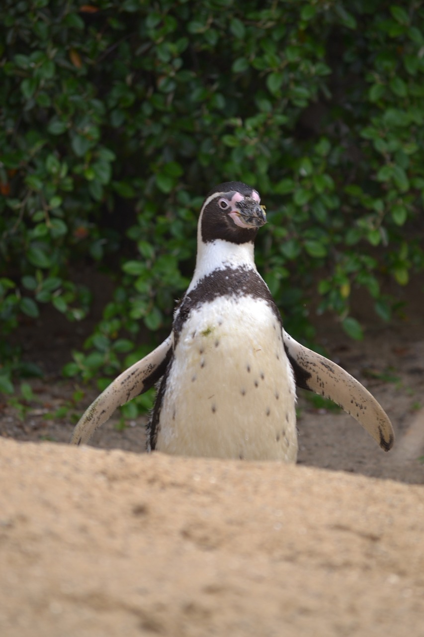 cheeky flapping penguin free photo