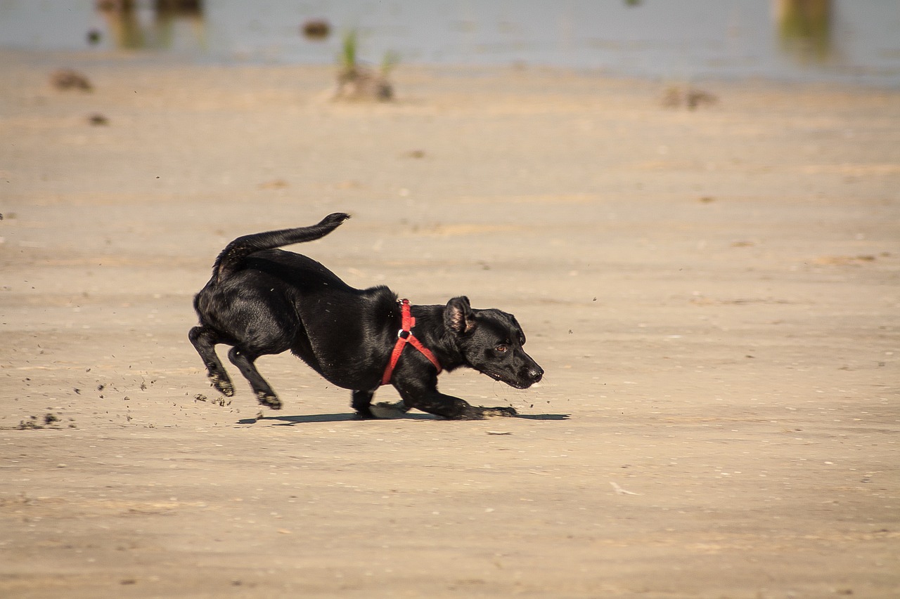 cheerful dog runs free photo