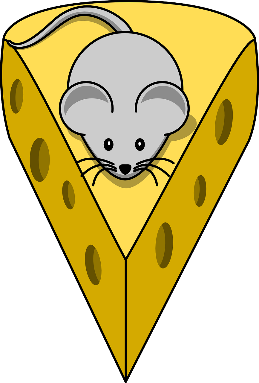 cheese mouse mammal free photo