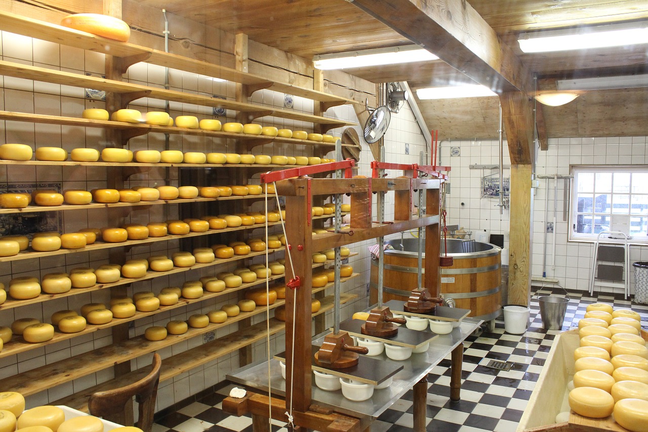 cheese cheese dairy cheese production free photo