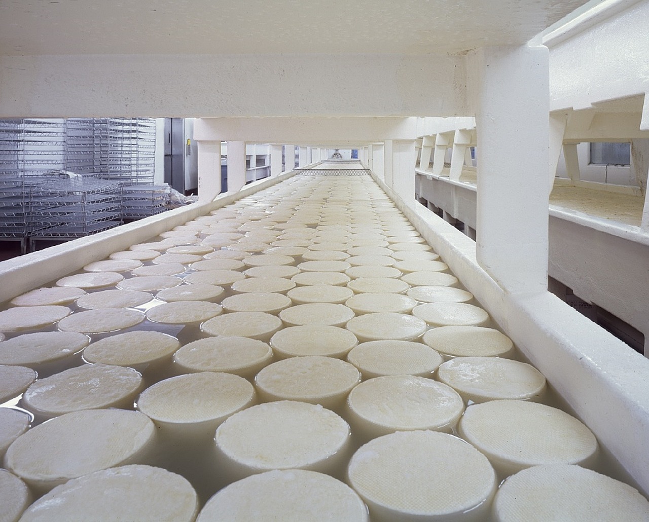 cheese dairy products curing free photo