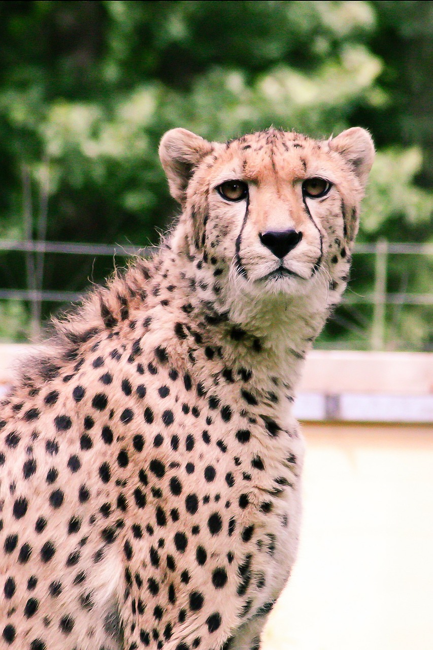 cheetah zoo animals free photo