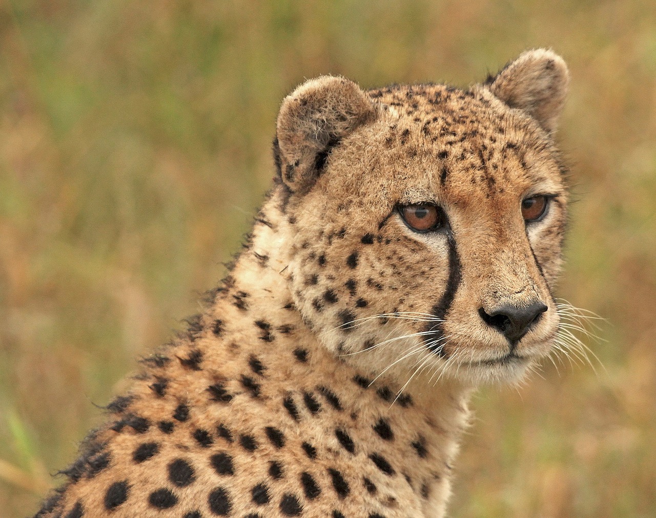 cheetah cheetah head wildlife free photo