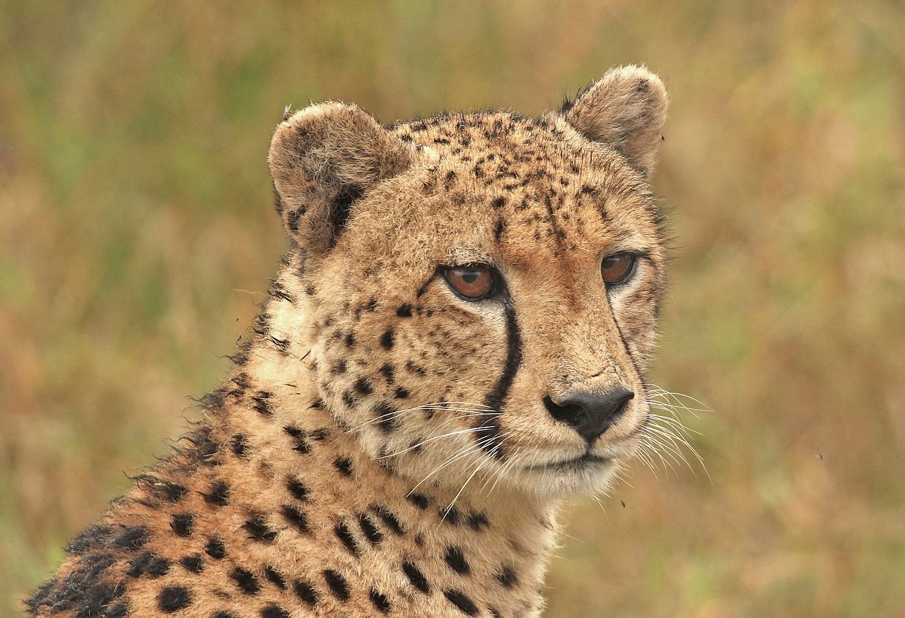 cheetah cheetah head big cat free photo