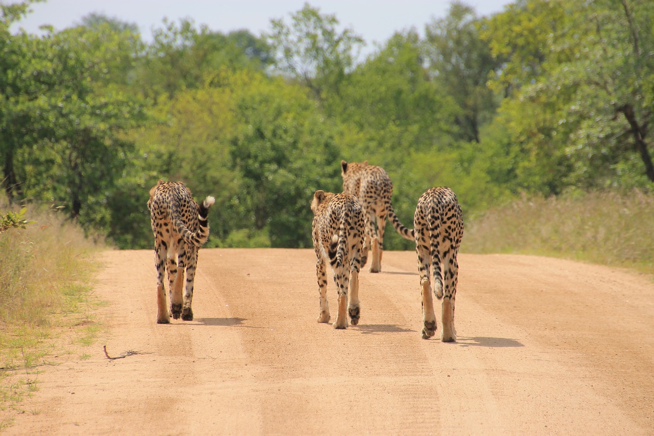 cheetah kruger national park wild free photo