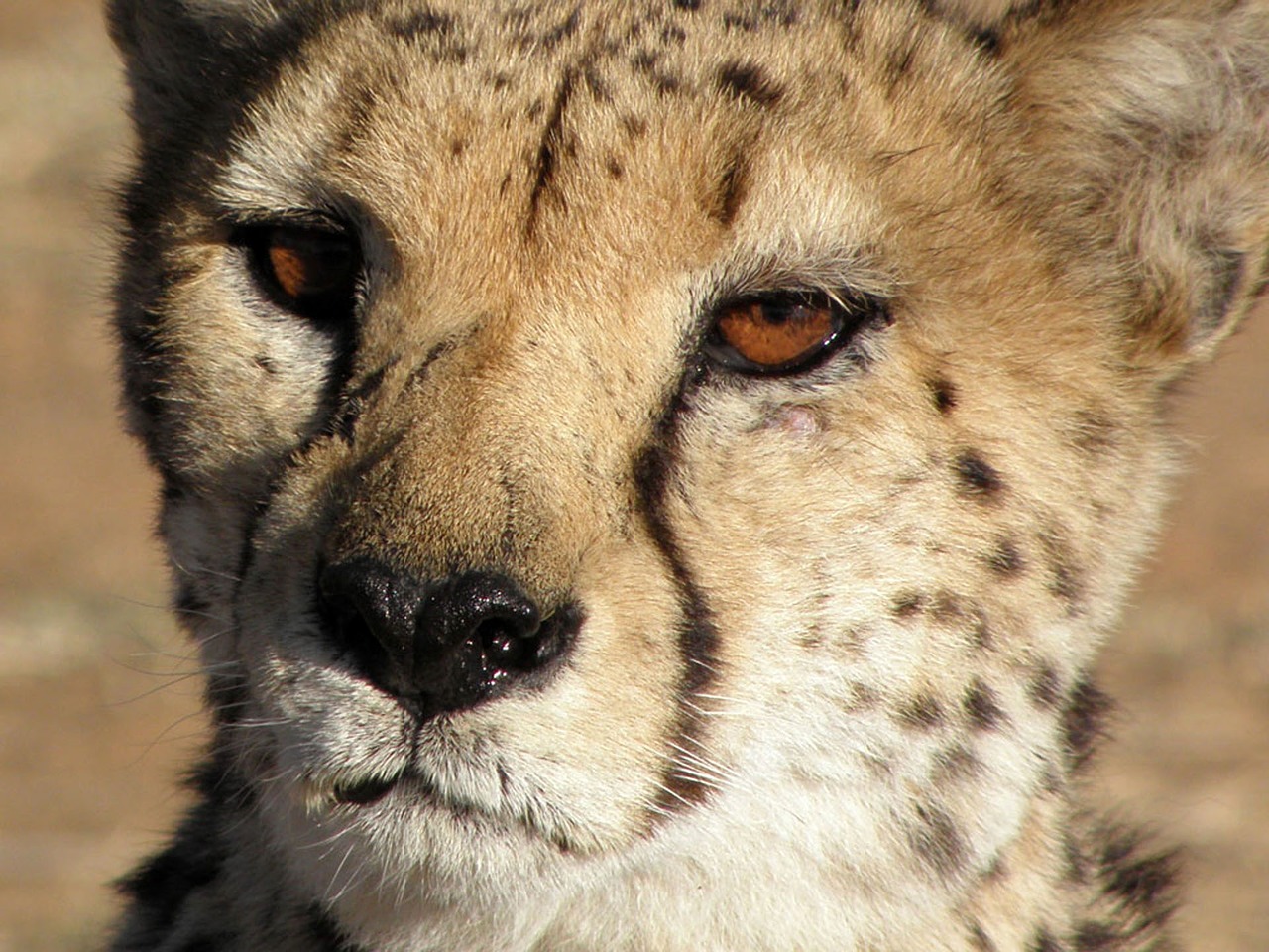 cheetah animals close free photo