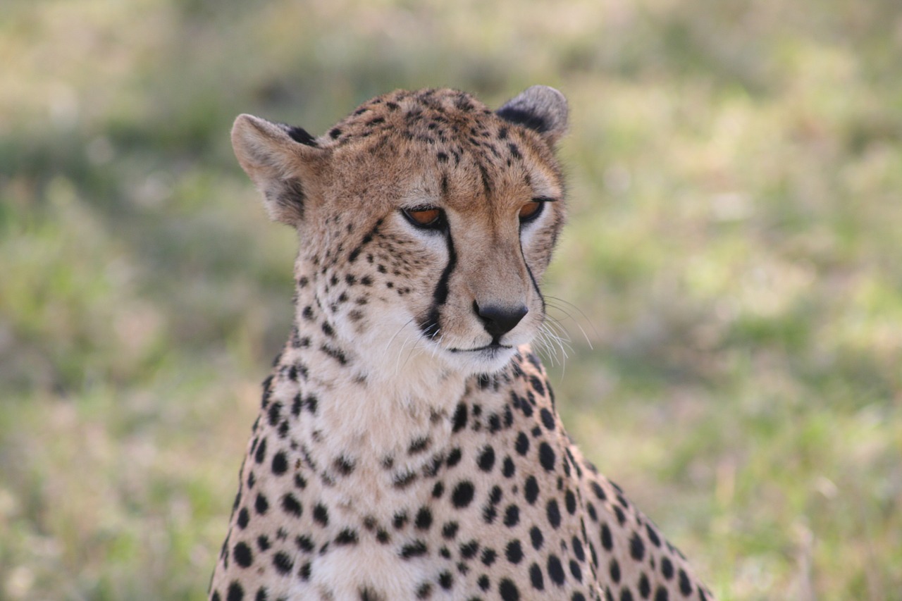 cheetah african animal fast animal free photo