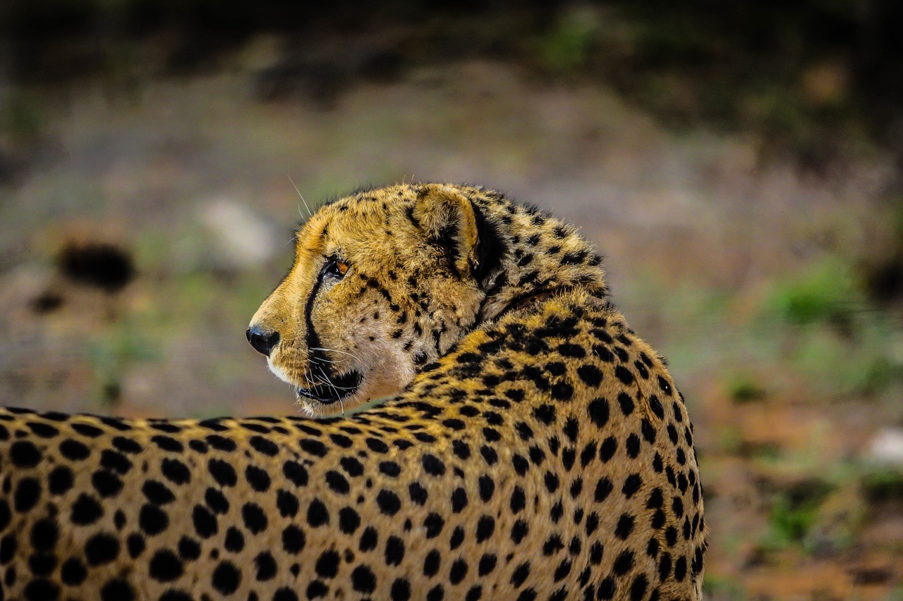 cheetah wildlife mammal free photo