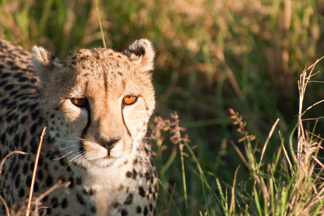 cheetah kenya africa free photo