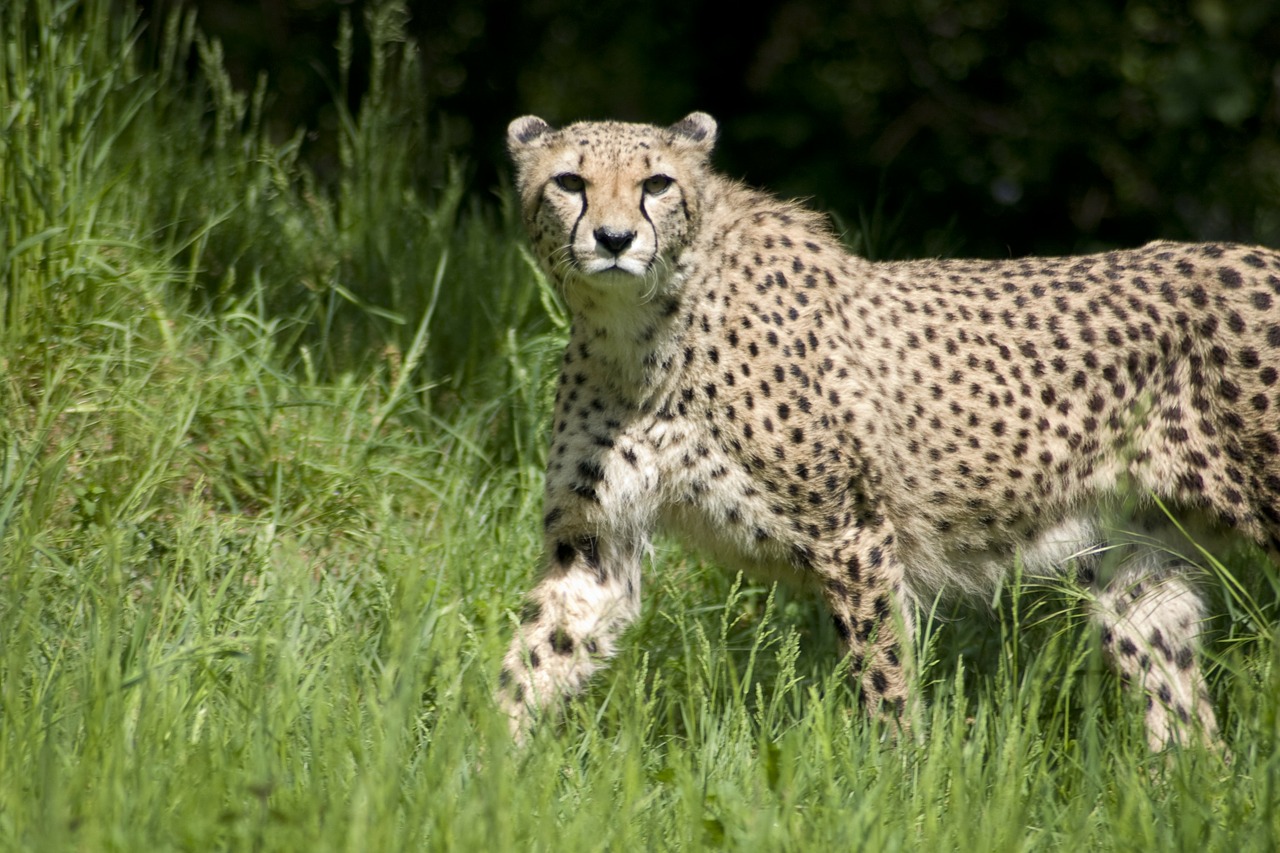 cheetah predator cat free photo