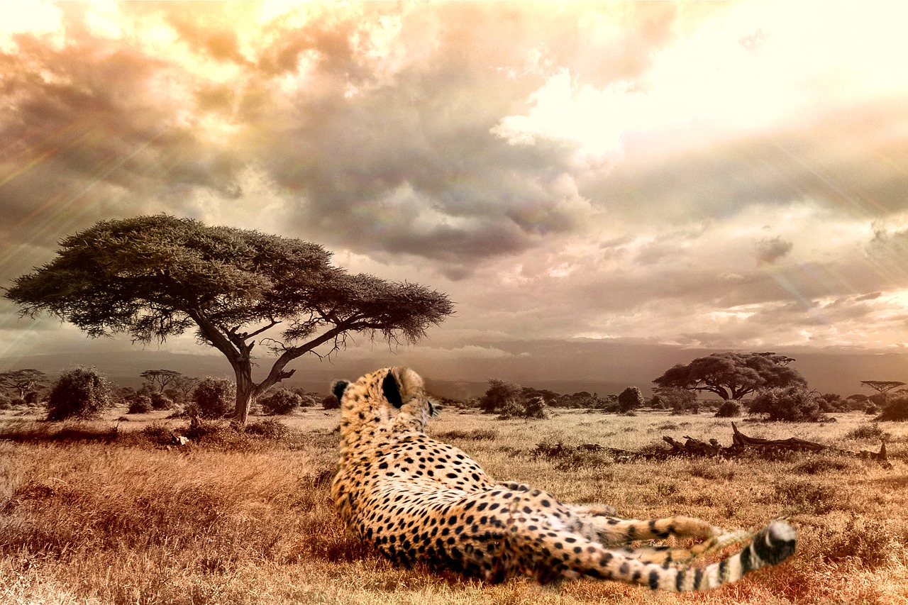 cheetah big cat wildlife free photo