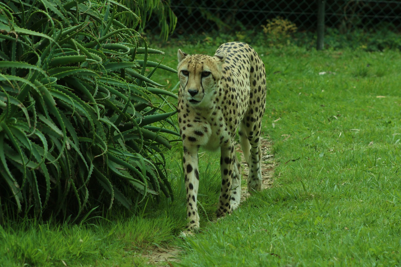 cheetah green grass free photo