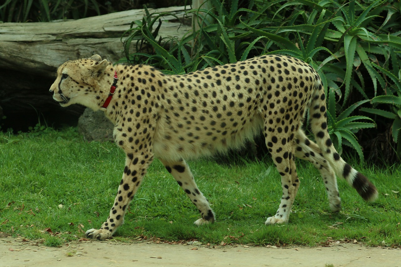 cheetah natural cat free photo