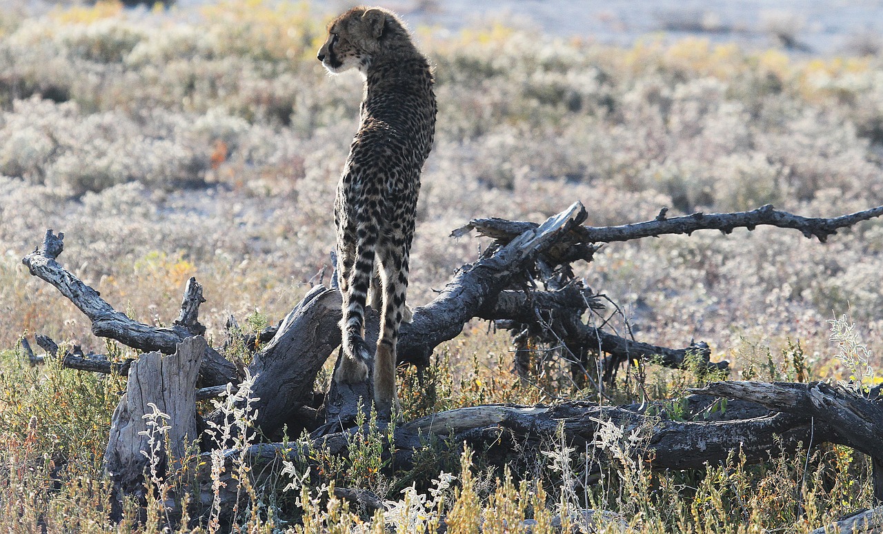 cheetah savannah steppe free photo