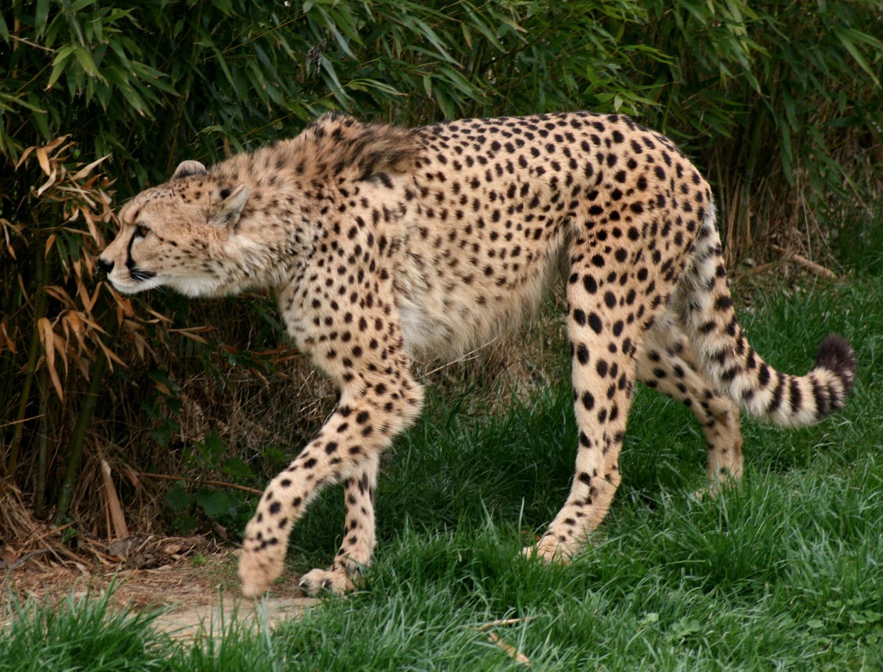 cheetah vulnerable class animal acinonyx jubatus free photo