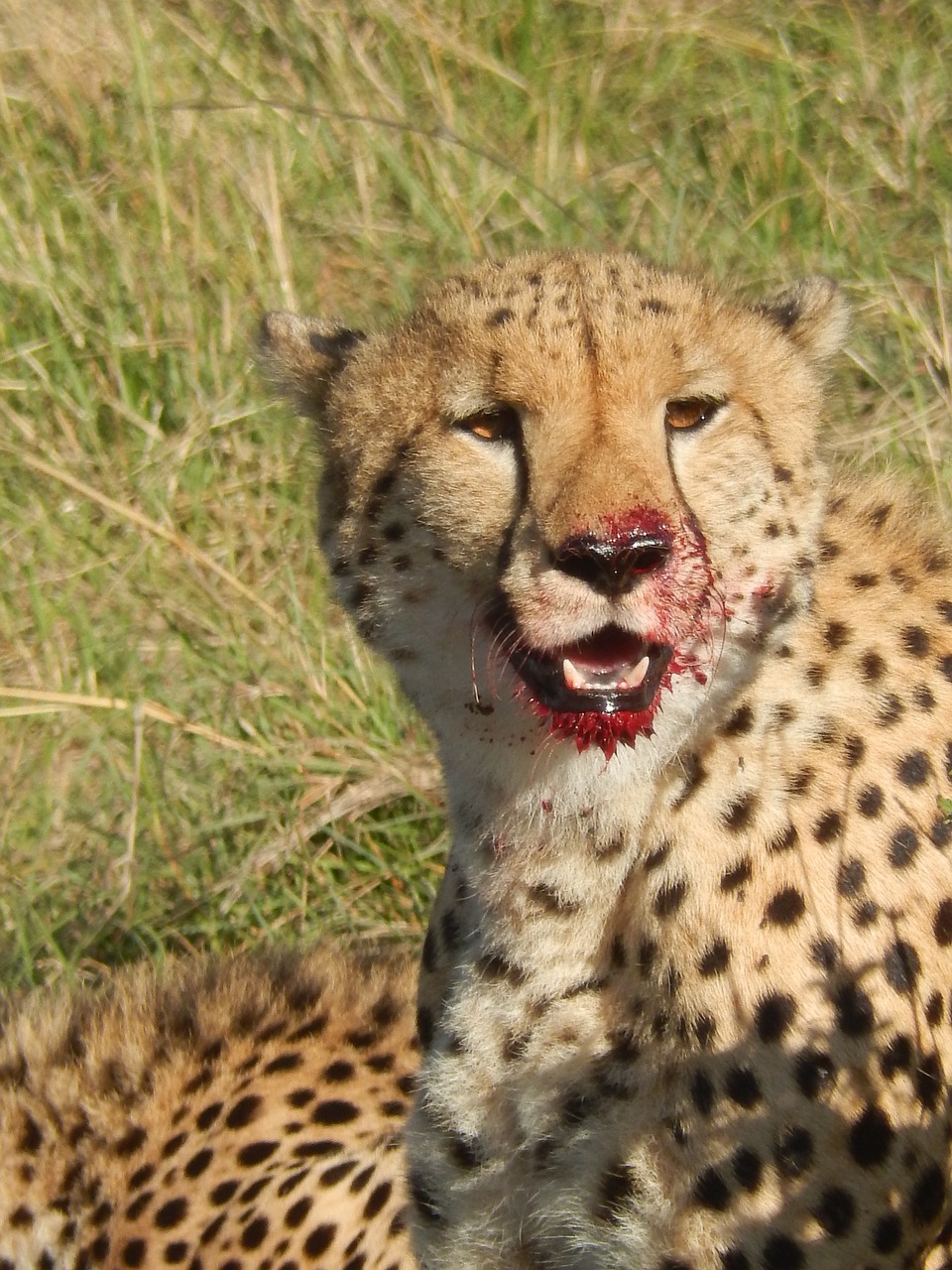 cheetah blood nature free photo
