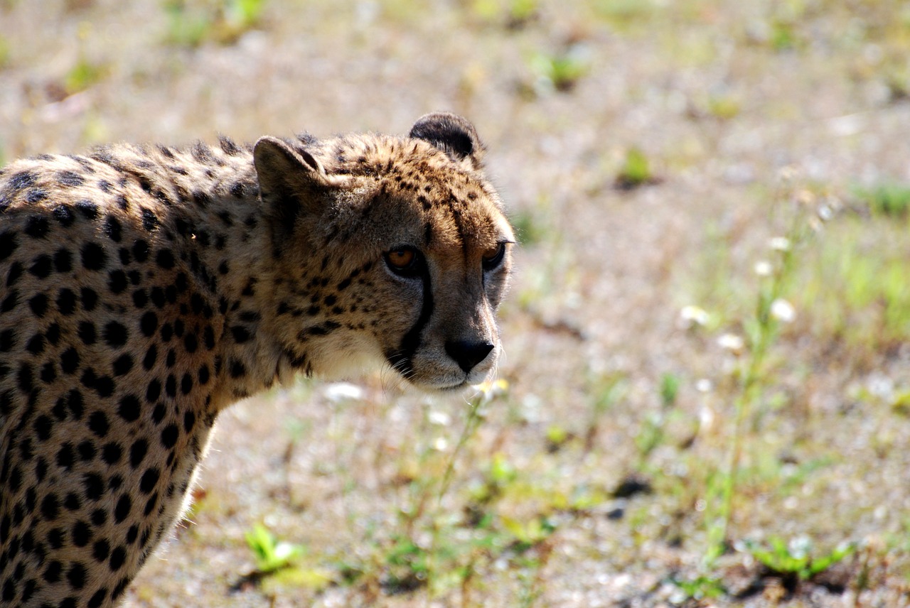 cheetah animals savannah free photo