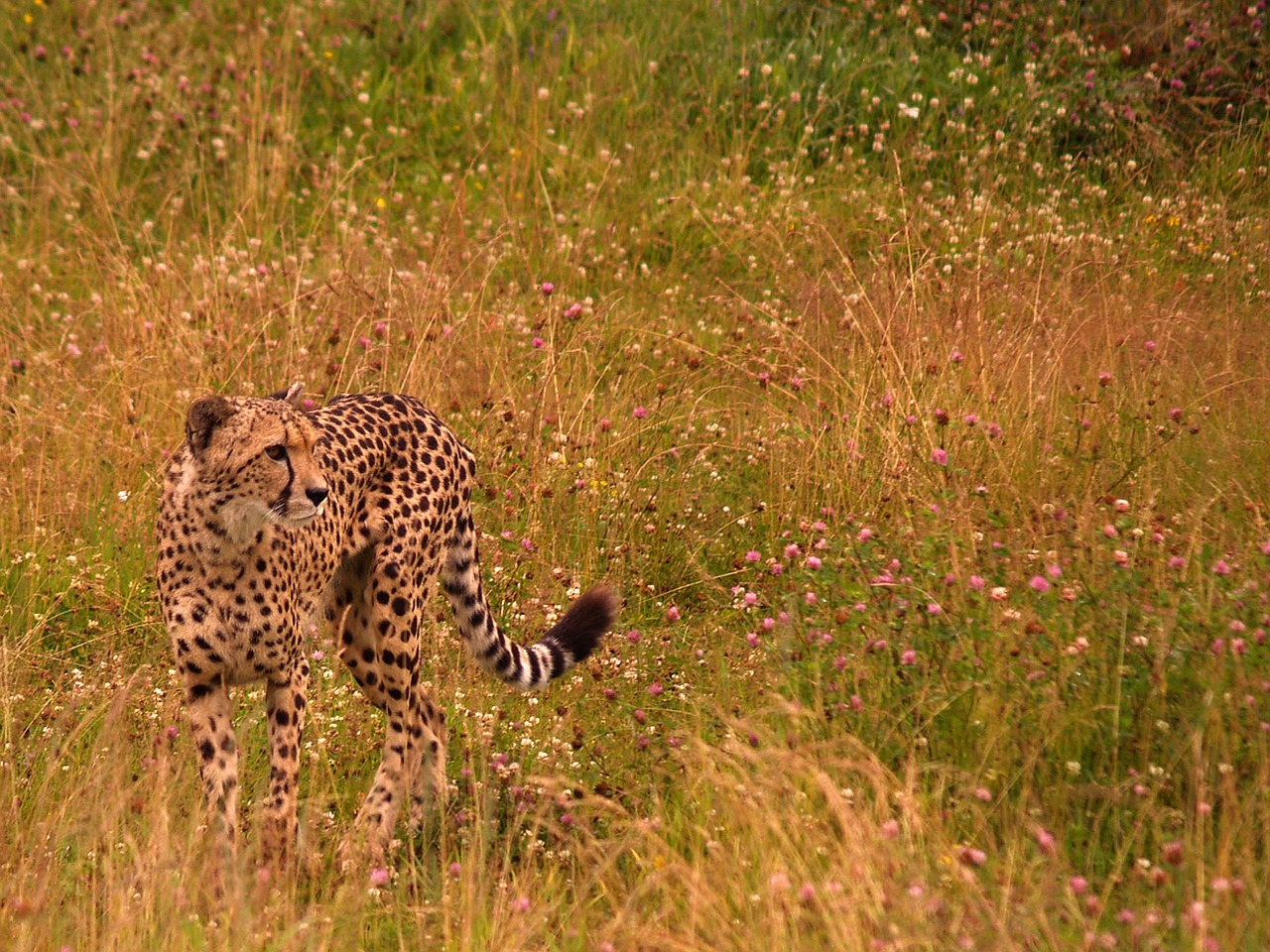 cheetah savannah animals free photo