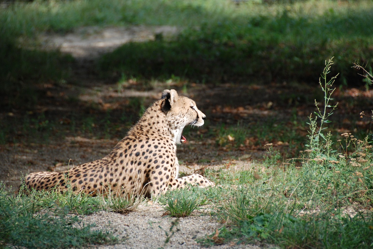 cheetah yawning zoo free photo