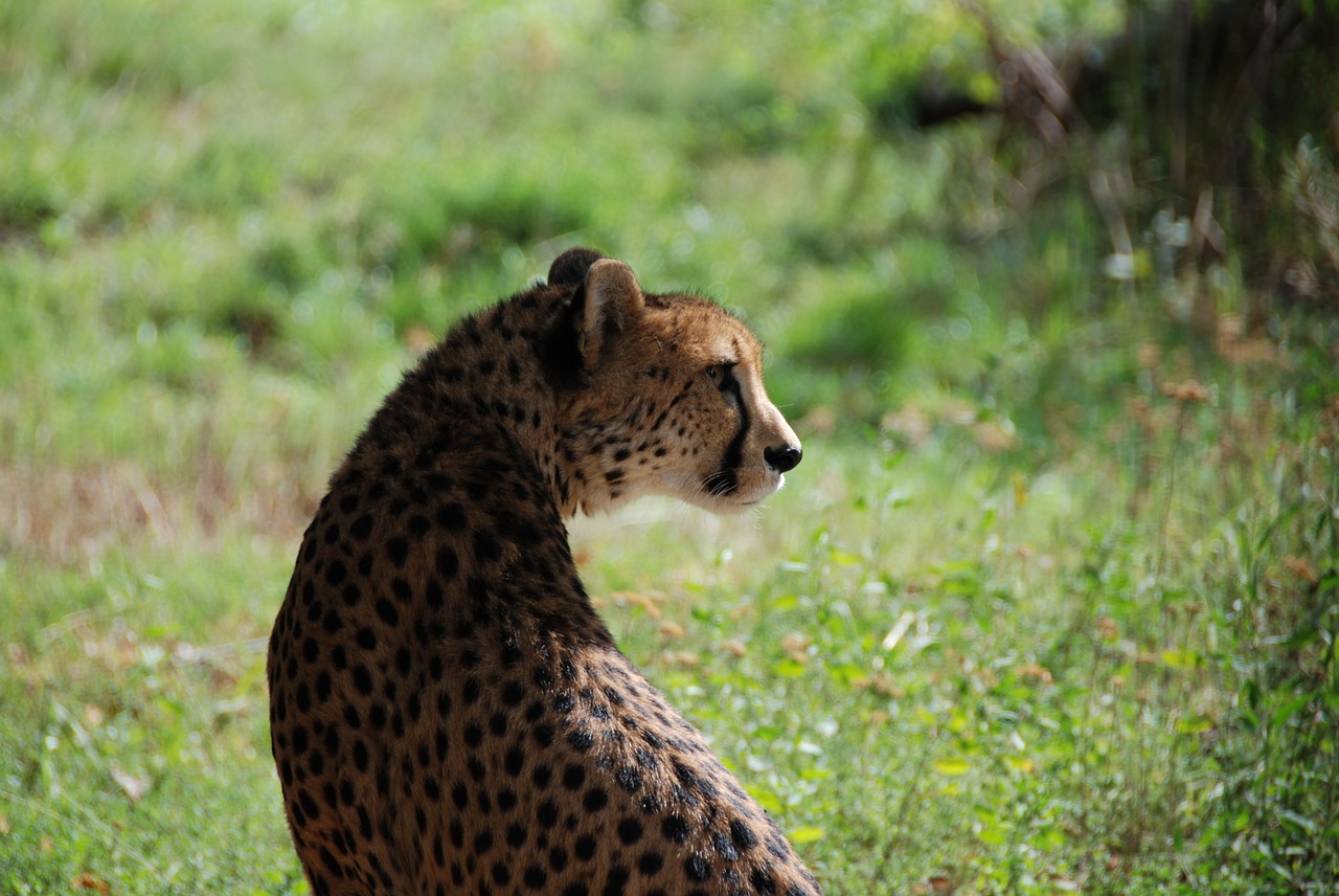 cheetah zoo wildcat free photo
