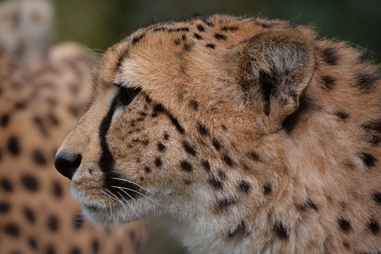 cheetah leopard animal free photo