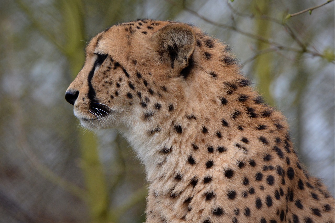 cheetah leopard animal free photo