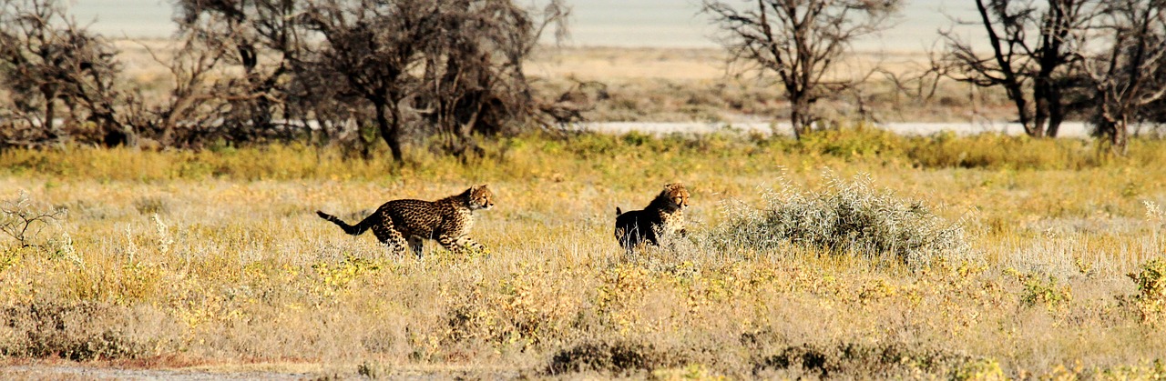 cheetah etosha namibia free photo