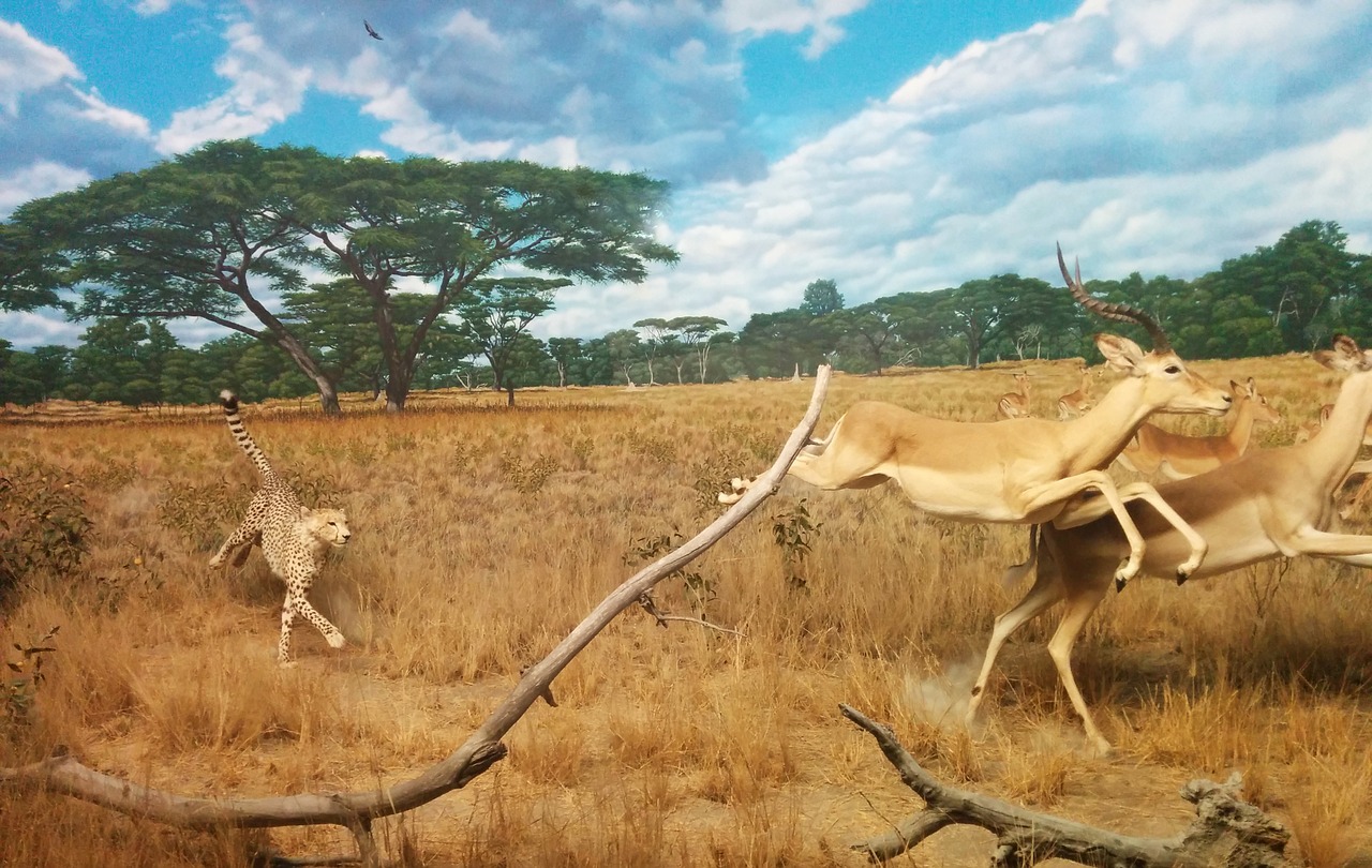 cheetah gazelle hunting free photo