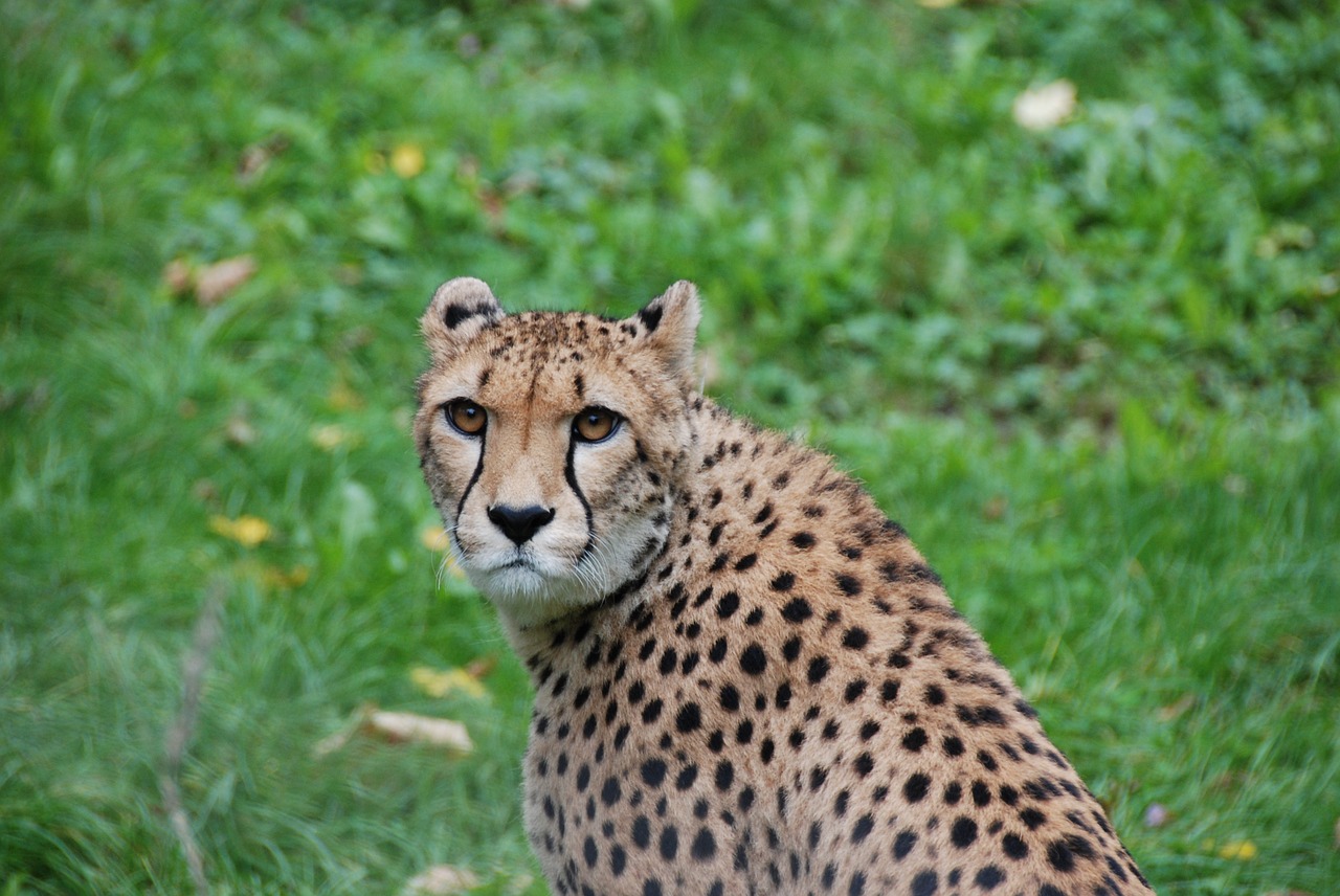 cheetah head attention free photo