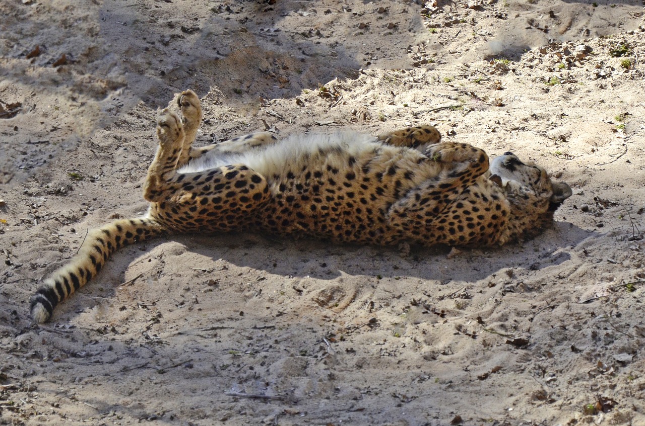 cheetah big cat fast free photo