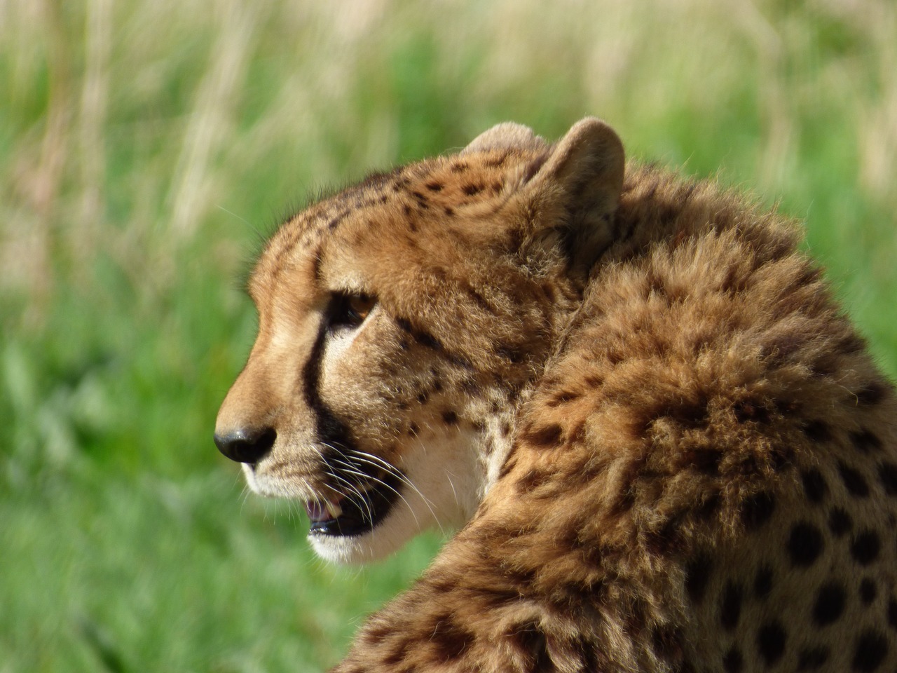 cheetah feline park felines free photo