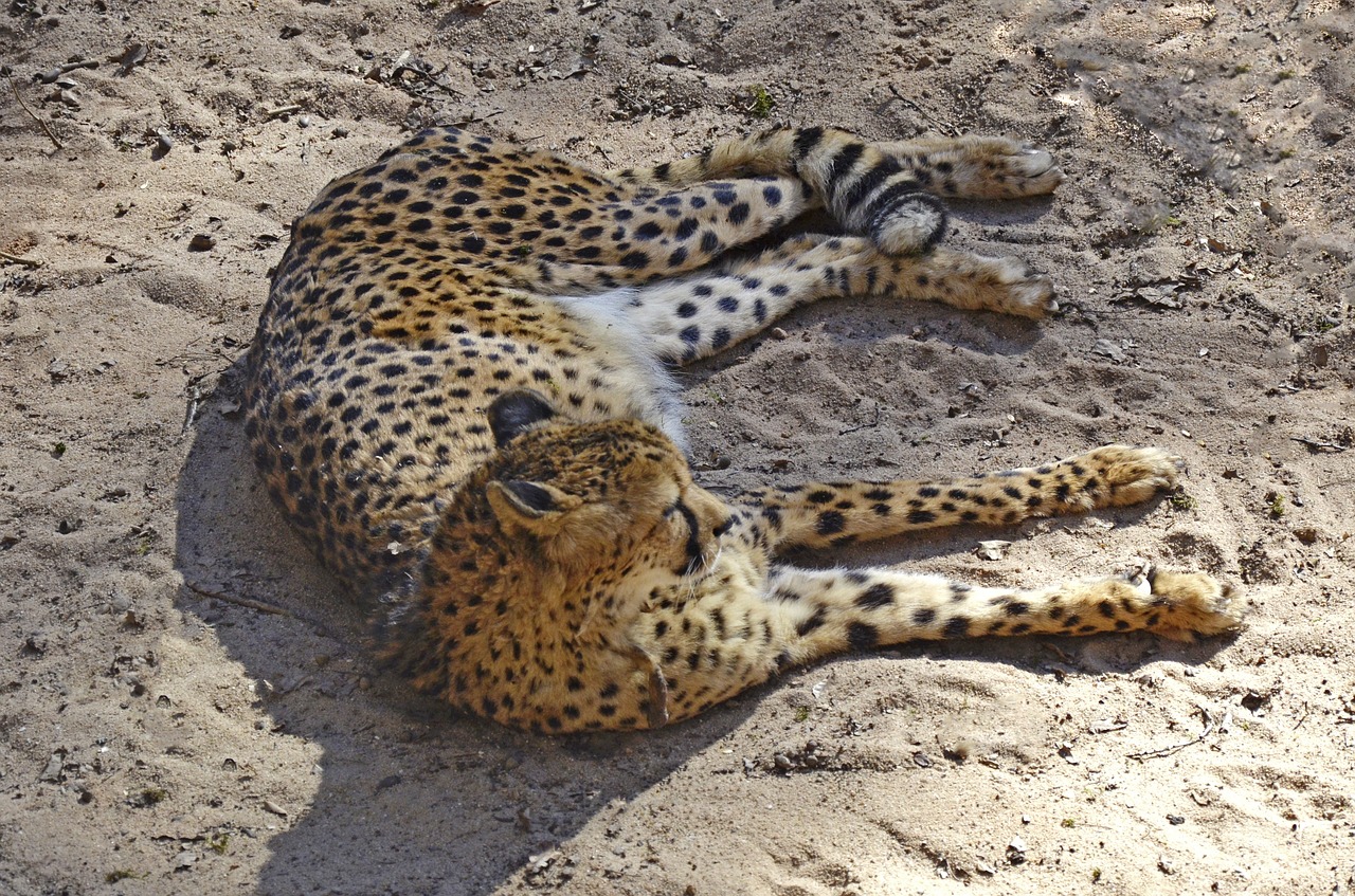 cheetah lazy sleep free photo