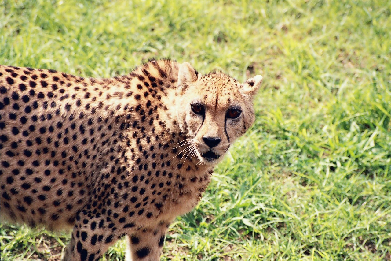 cheetah animal wild free photo