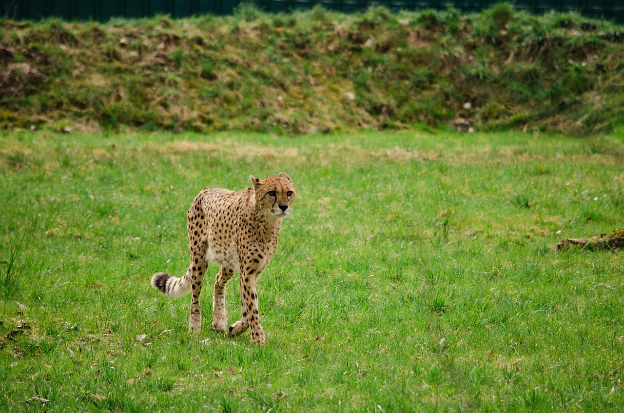 cheetah cat big cat free photo
