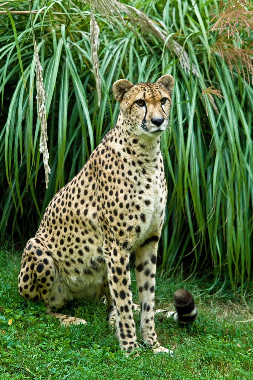 cheetah sitting big cat free photo