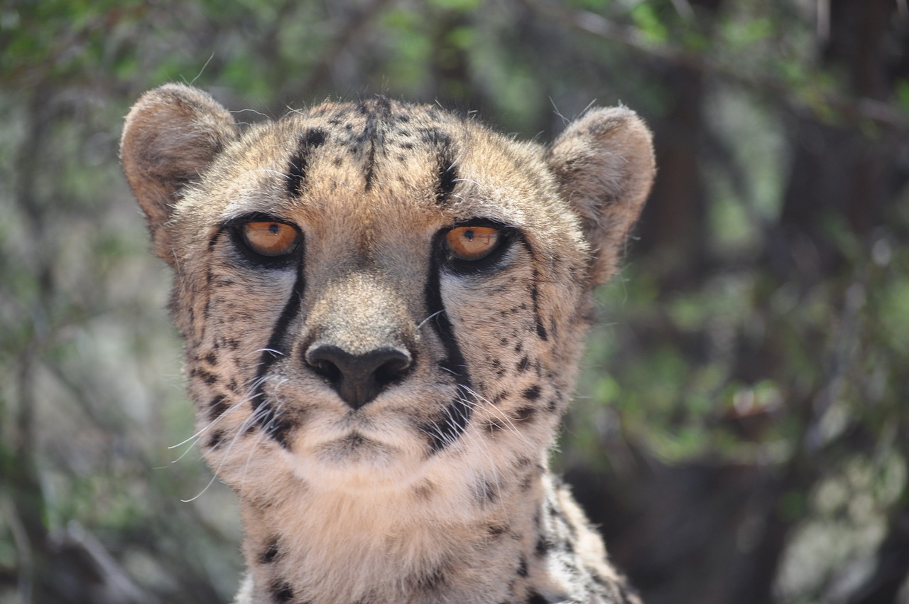 cheetah predator cat free photo