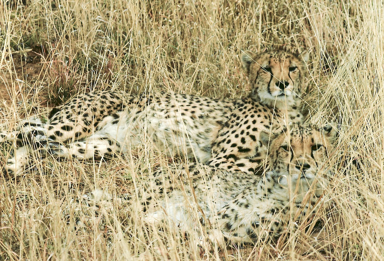 cheetah hunting-leopard feline free photo